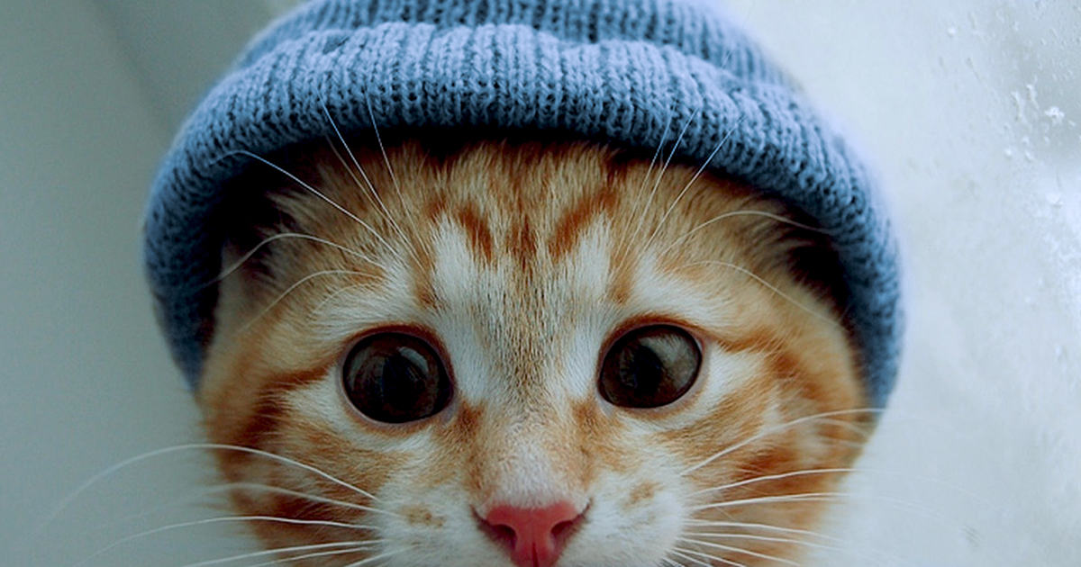 Cat with a blue beanie